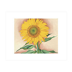 W[WAEIL[tFA Sunflower from Maggie, 1937 |X^[